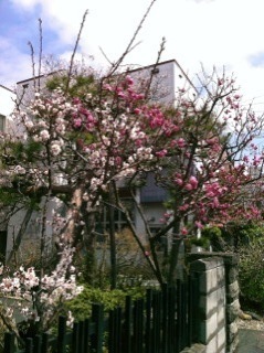 梅と桜.JPG